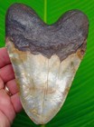 Megalodon Shark Tooth - Xl 5 35   - Real Fossil Sharks Teeth -  Xl Big 12 Ounces