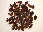 Mini Pine Cones For Christmas Crafts