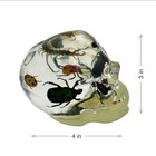 Real Insect Glow In The Dark Resin Skull Display Oddities Gothic Nature Gift