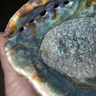Large Abalone Shell Natural Paua Rainbow Lg 8    X 6    Sea Green Blue Shell Beach