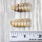 2 Small Rattlesnake Rattles   1357    Taxidermy Diamondback Sidewinder