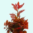 Low Tech Aquarium Plant Ludwigia Repens  rubin  Buy 2 Get 1 Free