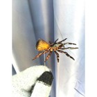  in U s  Cyclocosmia Ricketti Dried Trapdoor Spider  real Specimen   Taxidermy