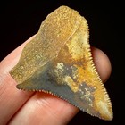 Great White Shark Tooth 1 55  Megalodon Teeth Era Fossil Unrestored
