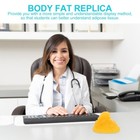  Fitness Model Human Muscle Anatomy Demonstration Body For Adults Fat