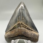 High Quality Sharply Serrated 3 09  Fossil Megalodon Shark Tooth