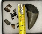Fossil Megalodon Shark Tooth Big 2 26    Fossil  sharks Teeth Lot  glass Frontcase