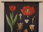 Jung Koch Quentell Picture Plant Flower Tulip 1964 School Wall Picture 83x113cm