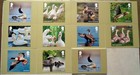Gb 2025 Full Set  Royal Mail Phq Stamp Postcards  Ducks  Birds  Insert  Envelope