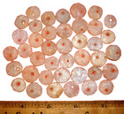  40  Choice Sahara Neolithic Quartz Disk Beads  Prehistoric African Beads