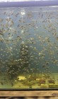 Flowerhorn Cichlid Fry   s- Pack Of 12 Un Sexed Freshwater Tropical Aquarium Fish