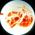 Antique Microscope  Slide   Human Spermatic Gland