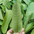 100  Original Guava Leaves Herbal Tea Weight Loss Fat Burner Health Benefit
