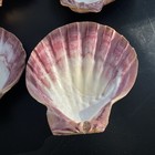 Scallops Set Of 6 Lions Paw 5 5-6   
