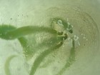 Handmade Art Glass Artist Signed Jd Or Jb 1993 Marble 1 90  Green Ribbon