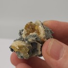 Ruck s Pit Calcite Clam Fossil - Mercenaria Permagna - Ft  Drum  Florida