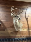 8 Point  White Tail Deer Alert Mount Real Antler Buck Taxidermy