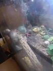 Land Hermit Crab Food treat s  2x2 Bags  17 2