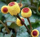 Toothache Plant Seeds 500  Paracress Annual Herb Garden Electric Daisy Free Shp