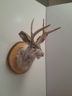 Snarling Fanged Jackalope With Certificate Of  authenticity 