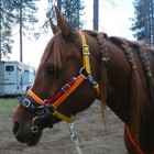 Hackamore Bitless Horse Bit English Western Adjustable Leather Black