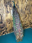 Lifesize Real Taxidermy Peacock Mount     Full Body Bird Display     Removable Tail 
