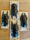 Dorcus Alcides Large Stag Beetle Short Horn Indonesia Spread And Ready To Mount