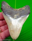 Megalodon Shark Tooth 4 01    Real Fossil -   Big Xl Sharks Teeth - No Restoration