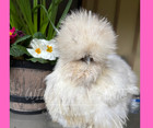           6  Paint Silkie Hatching Eggs         