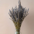 Dried Lavender Flowers Bundles 200 Stems Dry Lavender Bunch For Home Decor  Craf
