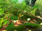 10  1 Fire Red Cherry - Freshwater Neocaridina Aquarium Shrimp  Live Guarantee