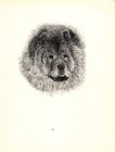 Antique Chow Print Champion Choonam Hung Kwong 1935 Wardle Chow Art Cfw 5771m