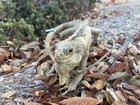 Vintage Taxidermy Iguana Lizard Reptile 17    Very Rare Condition For Age