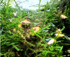 10   2-extra Highgrade Brazos Blue Dwarf Crayfish Young Juvi  custom Blue Breed 