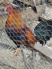  12 Lacy Roundhead Gamefowl Hatching Eggs