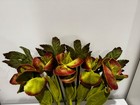 Cj Hendry Flower Market Brooklyn 2026 Velvet Hellebore 5 Flower   5 Leaf Stems