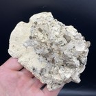 Fossilized Sand Dollar Florida Miocene Aged Fossil