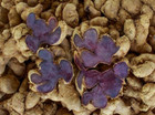 10 Bulbs Black Ginger  Kaempferia Parviflora Plant Thai Herbs  Krachai Dam