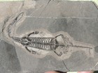 Keichousaurus Hui From Guizhou Province  China