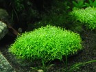3x3 Inch Portion Of Riccia Fluitans Moss   Live Aquarium Plants   Rare  