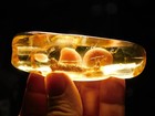 Big  90 Million Year Old Polished Fossil Amber 100  Natural Colombia 45 9gr
