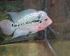 High Quality Male Kamalau Flowerhorn Live Fish Size 3  Inches  Usa Breed