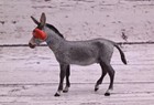 Antique Austrian Vienna Cold Painted Bronze Figure Of Donkey With Red Eyepatch