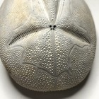 Brissus Unicolor Mutation Evolution Sea Urchin Shell Test Fossil J48