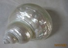 Jade Turbo Pearlized 3 1 4  Shell Collectible Jtpsc-12s