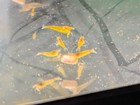 5 Yellow Opae Ula  halocaridina Rubra   Hawaiian Red Shrimp 