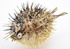 Real Small Dried Porcupine Fish  3-5   Taxidermy Decorative Unique W  String