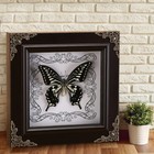 Real Framed Butterfly Specimen  Handmade Butterfly Taxidermy Shadow Box  Goth   
