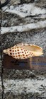 Scaphella Junonia  3 And 1 2     Sw Florida Collection  Excellent Shell  