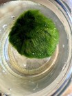 3 Marimo Moss Balls 1 25inch-1 75inch Live Plant Aquarium Tank Usa Seller Fast 